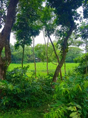 ভুইয়াঁ গ্রুপ হাউজিং প্রজেক্টের পাশে ১২০ শতাংশ প্রিমিয়াম জমি বিক্রয়