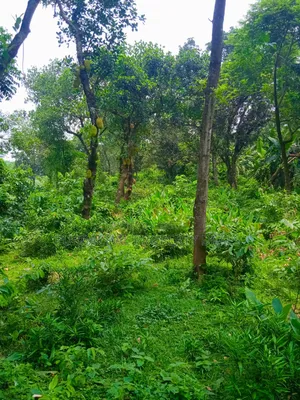 120 Decimal Premium Land for Sale Next to Bhuiyan Group Housing Project