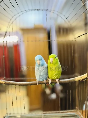 Forpus Breeding Pair