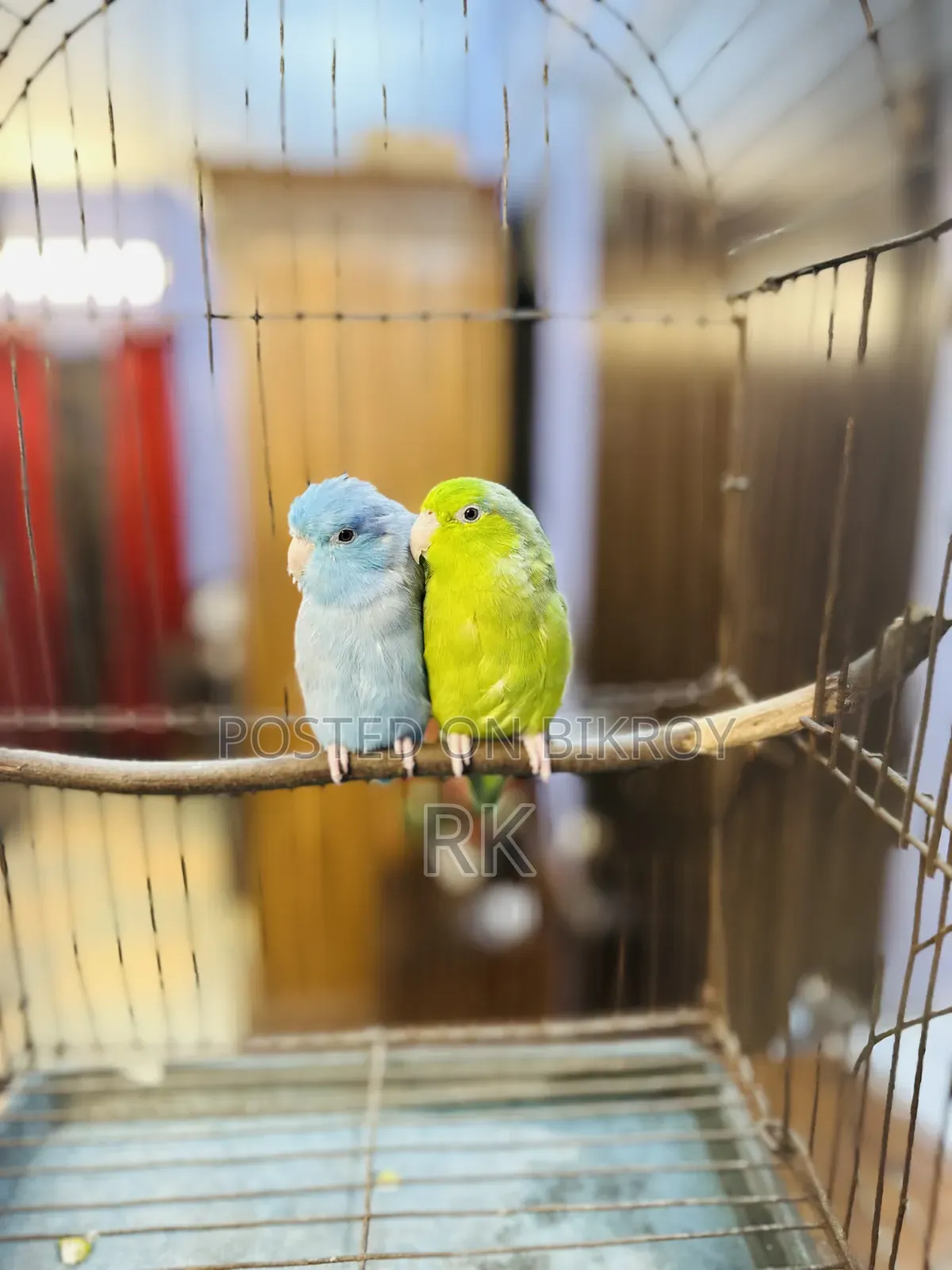 Forpus Breeding Pair