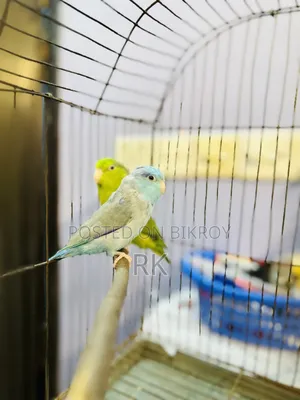 Forpus Breeding Pair