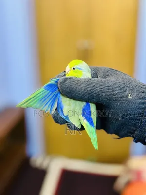 Forpus Breeding Male