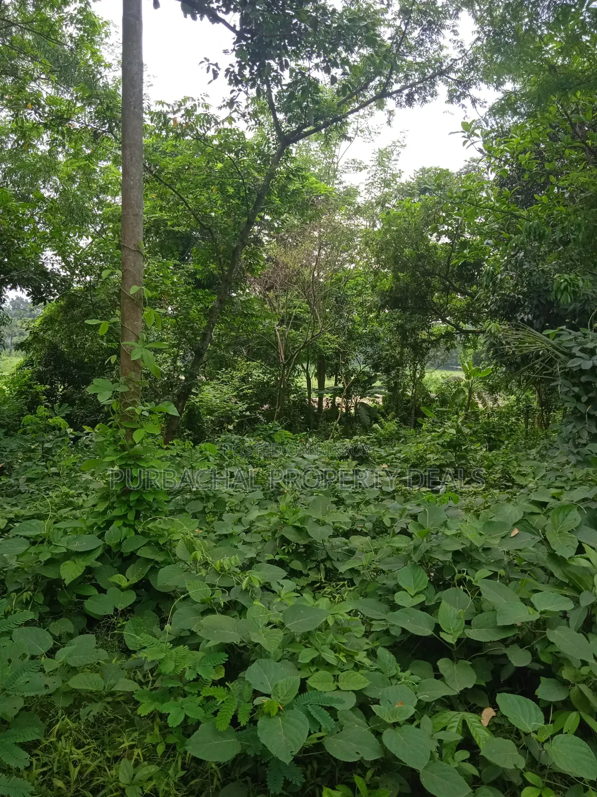 5 Bigha Land for Sale near Bhuiyan Group, Nagari Bazar, Kaliganj, Gazipur