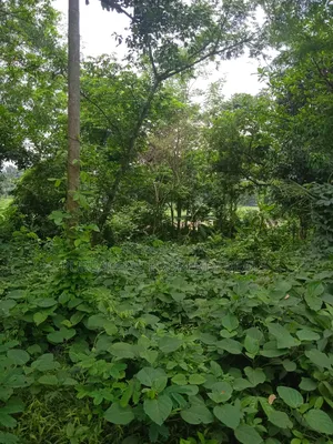 5 Bigha Land for Sale near Bhuiyan Group, Nagari Bazar, Kaliganj, Gazipur