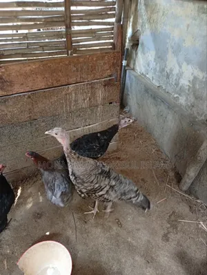 টার্কি মুরগী