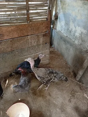 টার্কি মুরগী