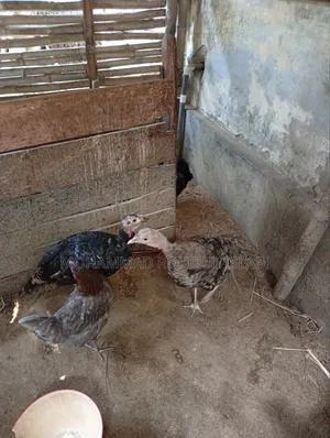 টার্কি মুরগী
