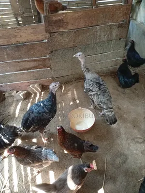 টার্কি মুরগী