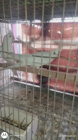 Full Running Red Eye Albino Pair With Eggs for Sale