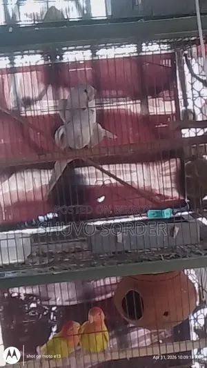 Full Running Red Eye Albino Pair With Eggs for Sale