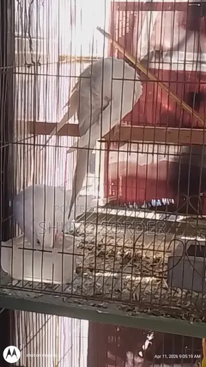Full Running Red Eye Albino Pair With Eggs for Sale