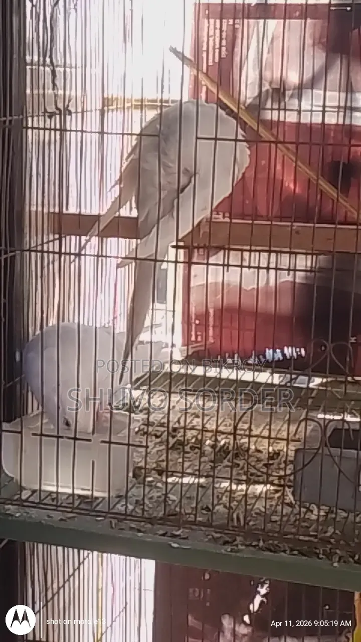 Full Running Red Eye Albino Pair With Eggs for Sale