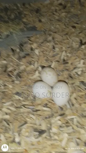Full Running Red Eye Albino Pair With Eggs for Sale
