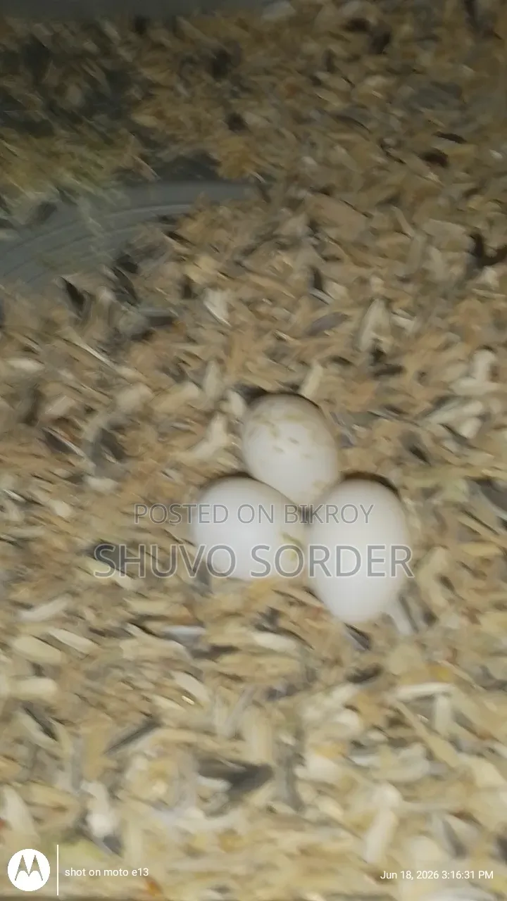 Full Running Red Eye Albino Pair With Eggs for Sale