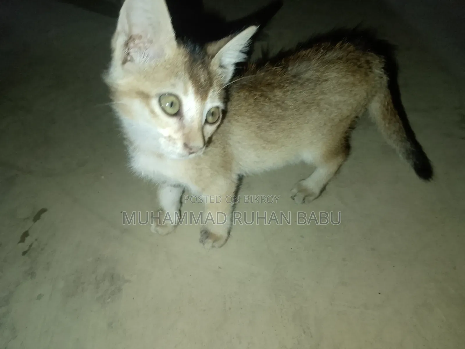 1-3 Months Male Purebred Bengal