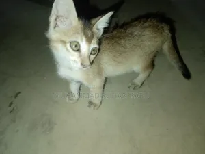 1-3 Months Male Purebred Bengal