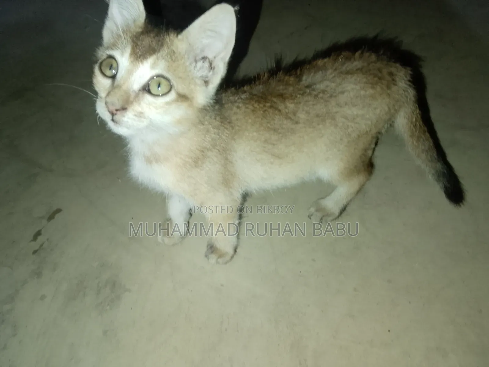 1-3 Months Male Purebred Bengal