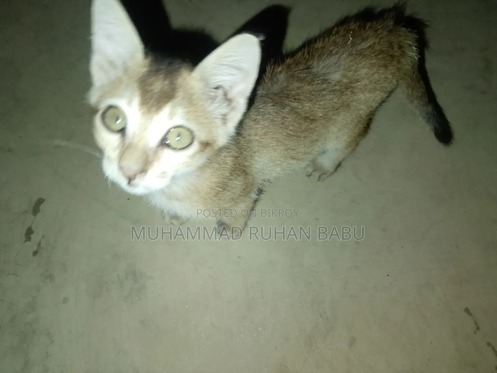 1-3 Months Male Purebred Bengal