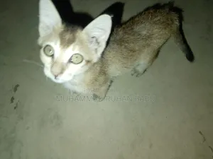 1-3 Months Male Purebred Bengal