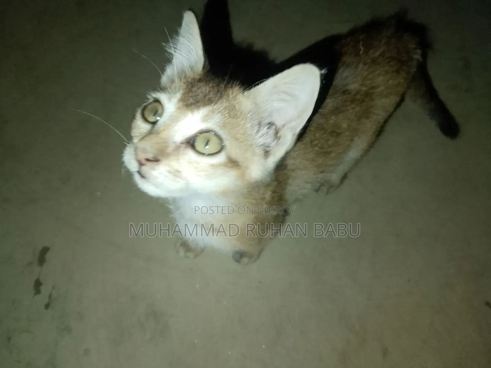 1-3 Months Male Purebred Bengal