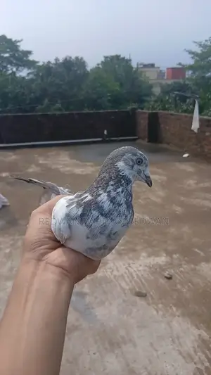 Female Pigeon White.
