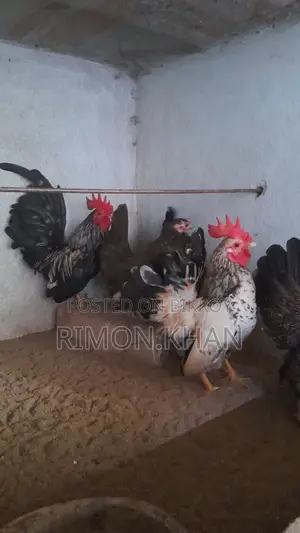সেরামা মোরগ