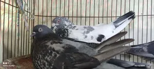 সবজি মাদি আর পাঙ্খি নর