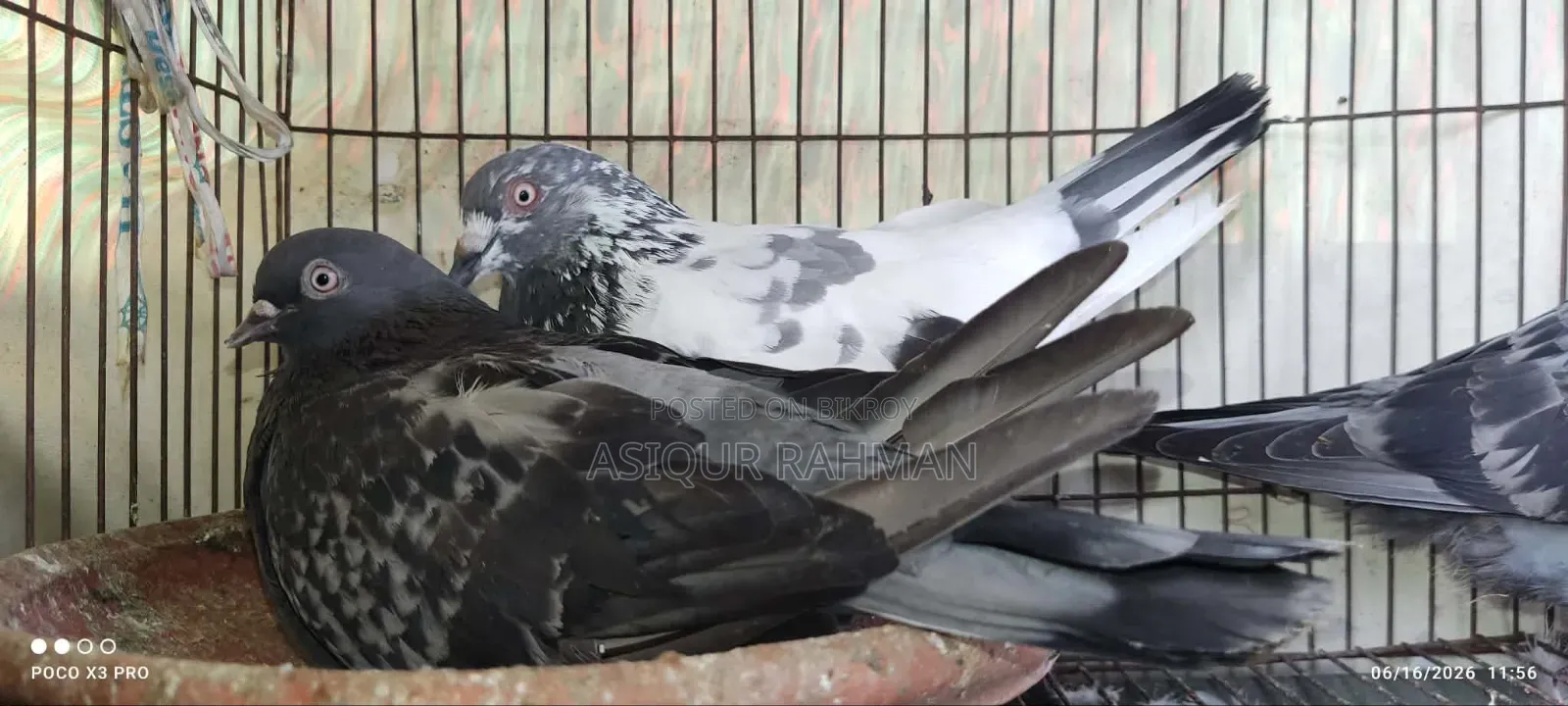 সবজি মাদি আর পাঙ্খি নর