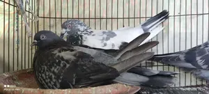 সবজি মাদি আর পাঙ্খি নর