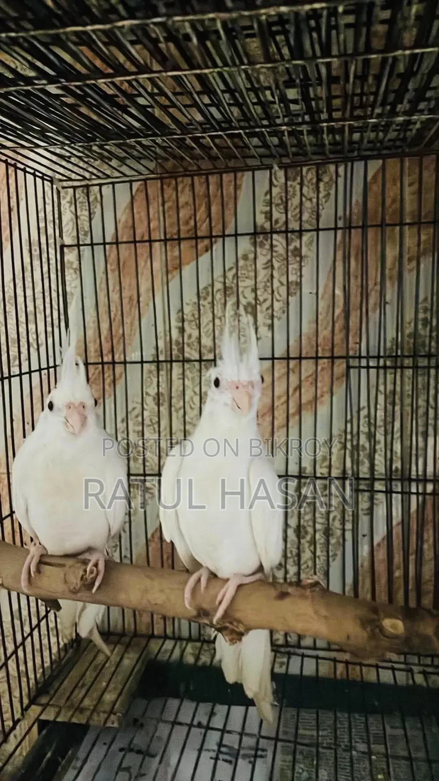 Albino Cockatiel