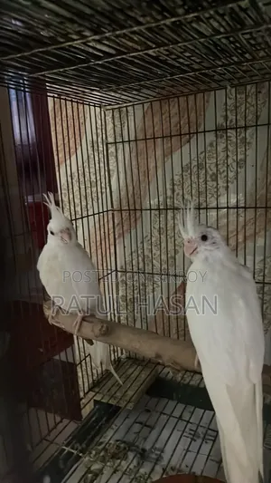 Albino Cockatiel