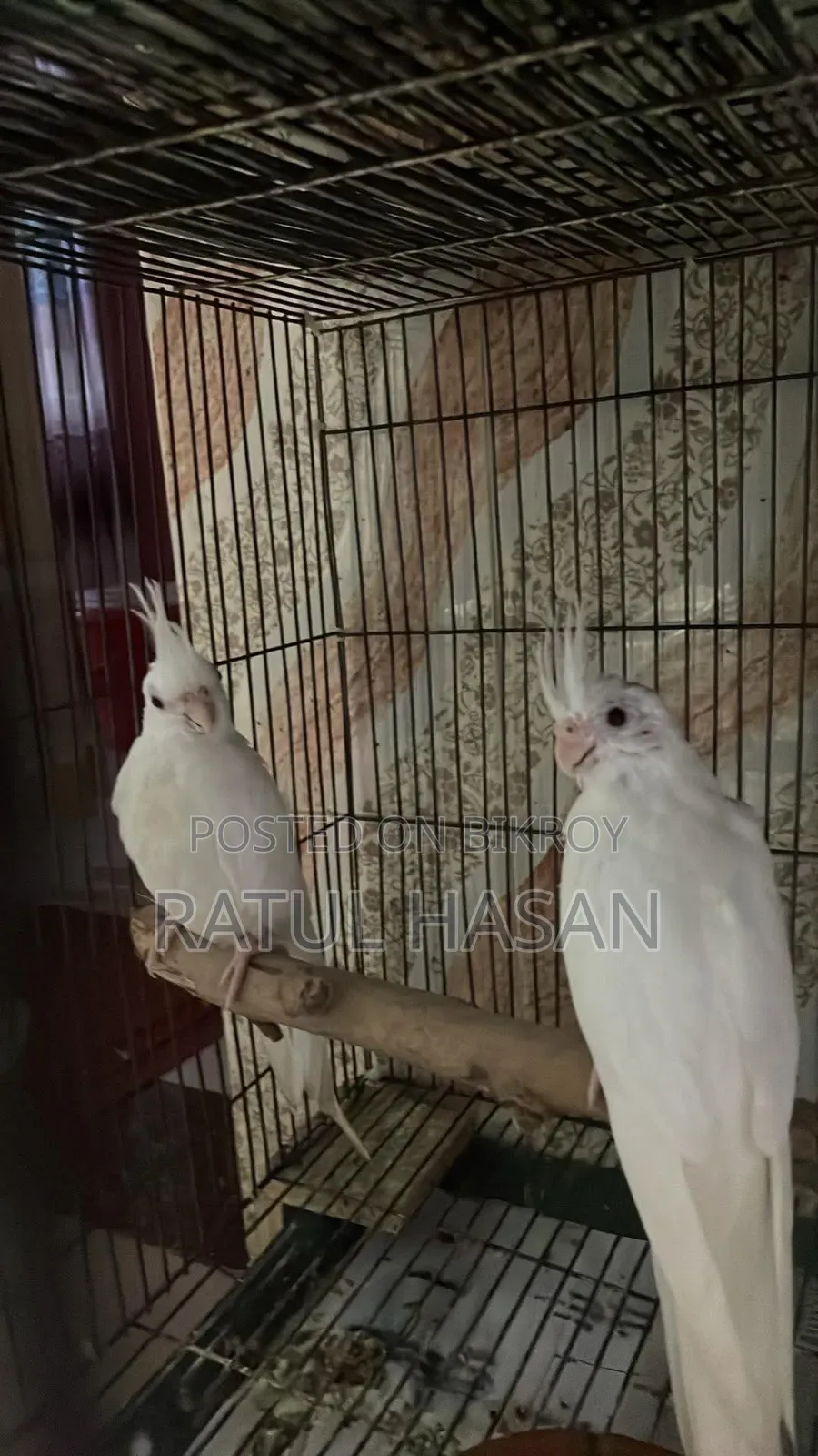 Albino Cockatiel