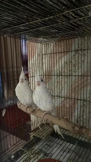 Albino Cockatiel