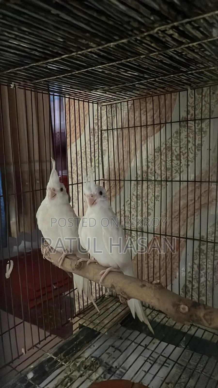 Albino Cockatiel