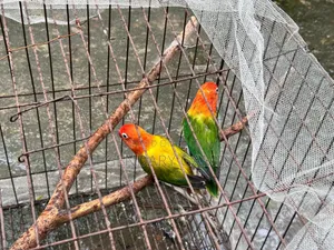 Quality Full Love Bird