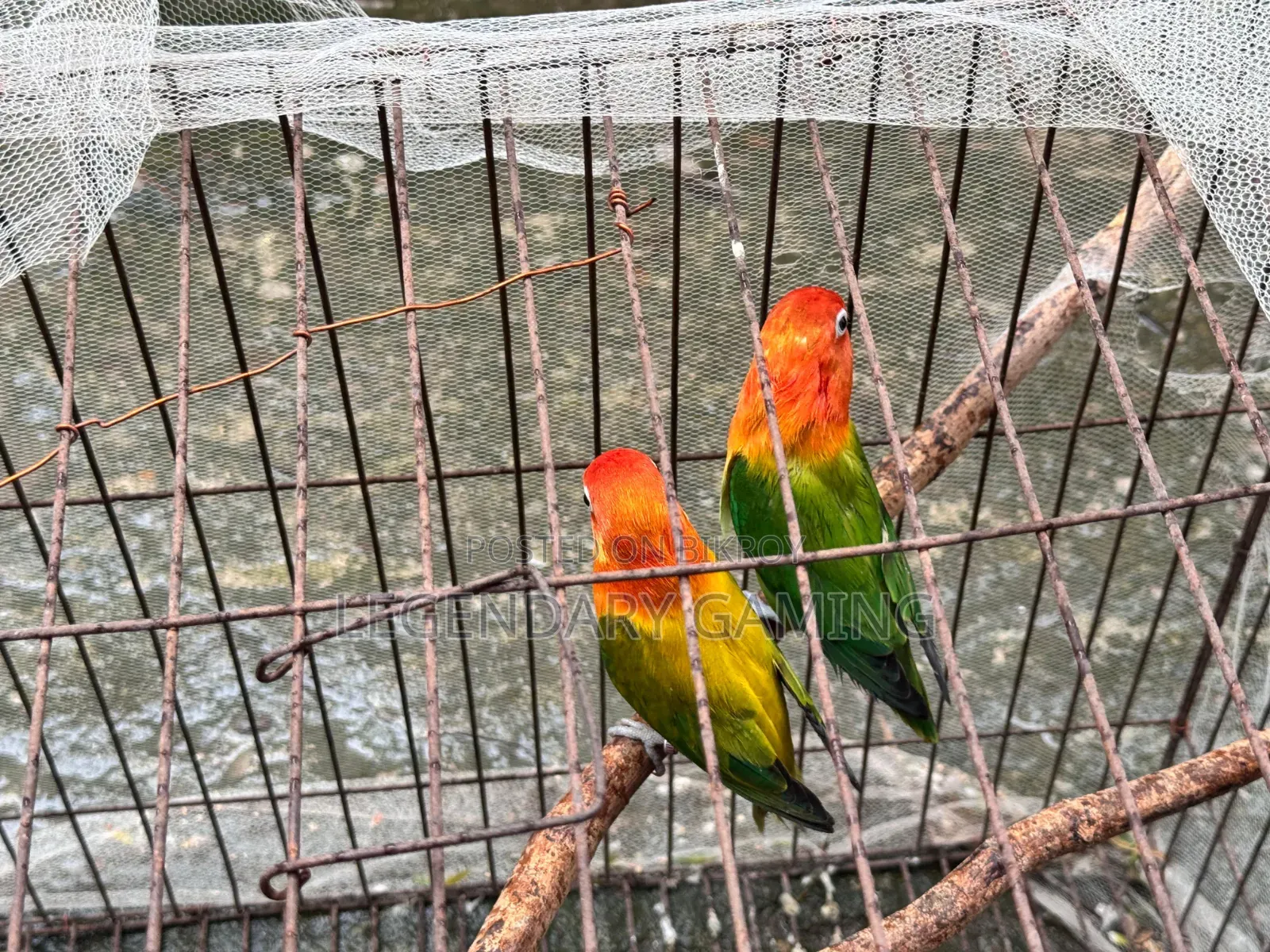 Quality Full Love Bird