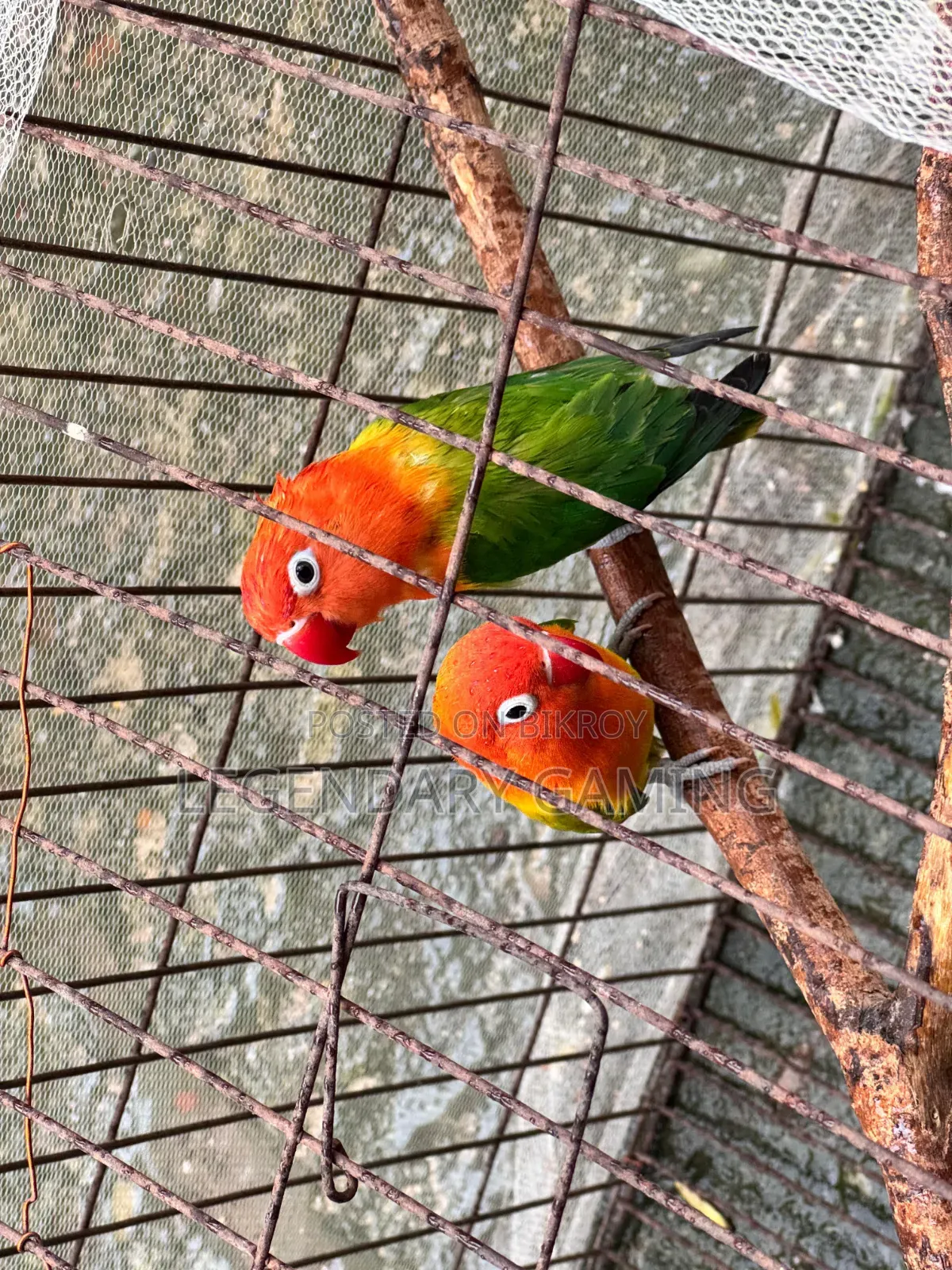 Quality Full Love Bird