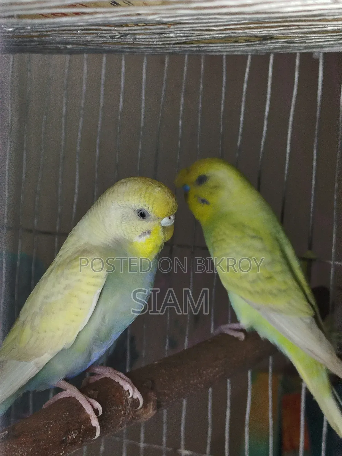 1 pair Budgie