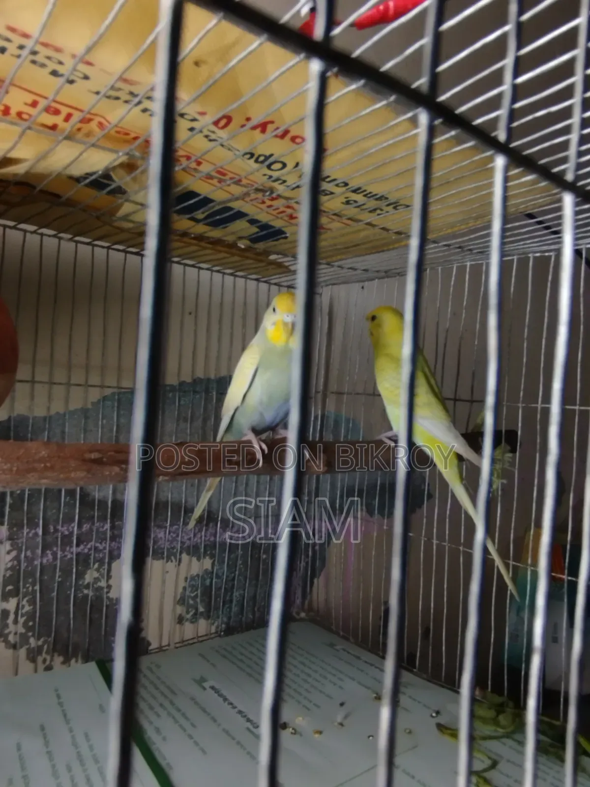 1 pair Budgie