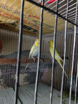 1 pair Budgie