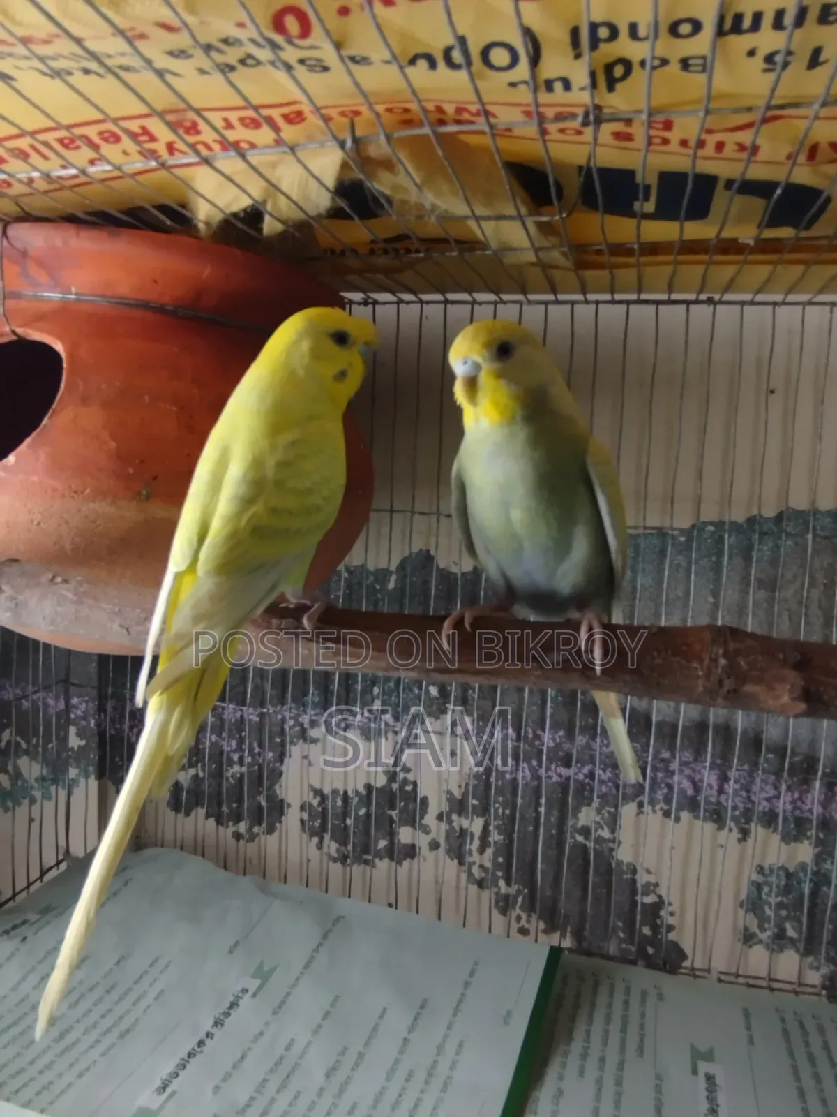 1 pair Budgie