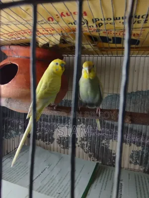 1 pair Budgie