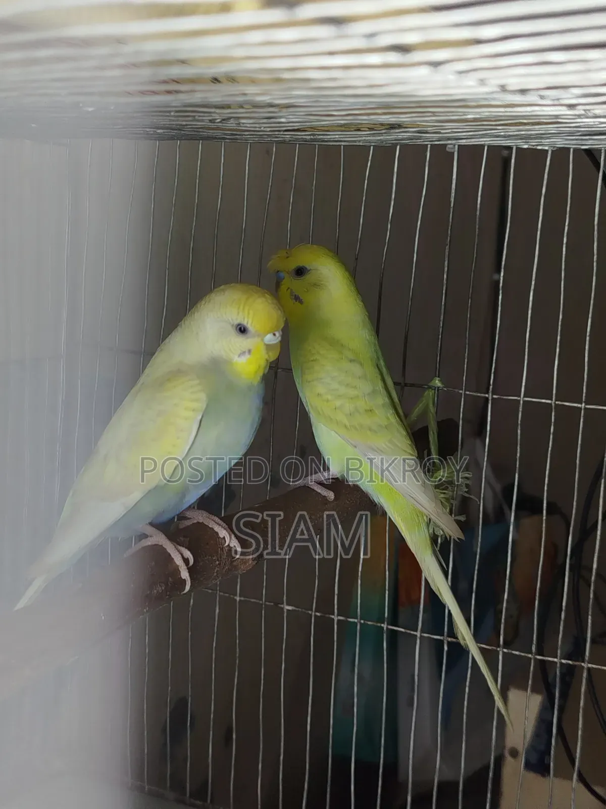 1 pair Budgie
