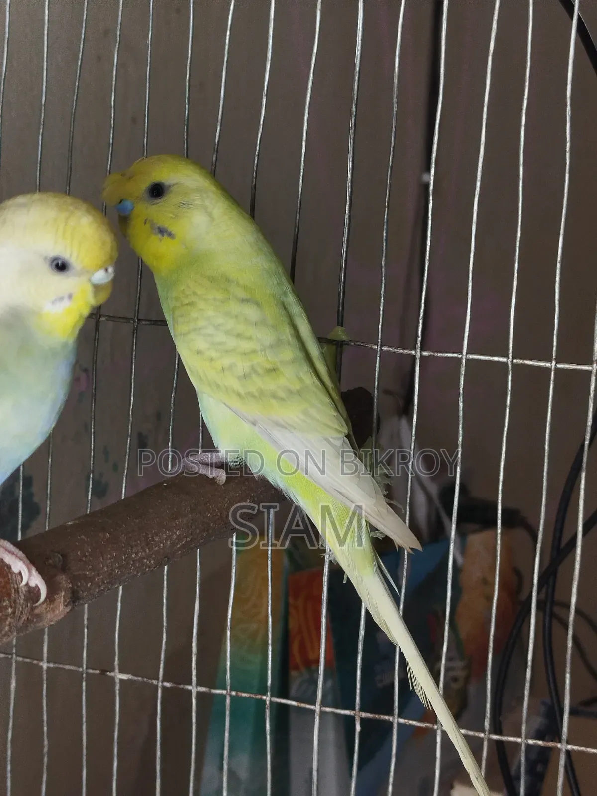 1 pair Budgie
