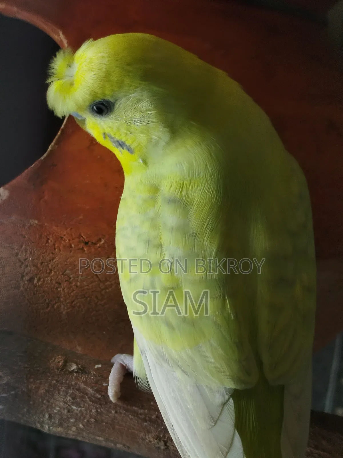 1 pair Budgie