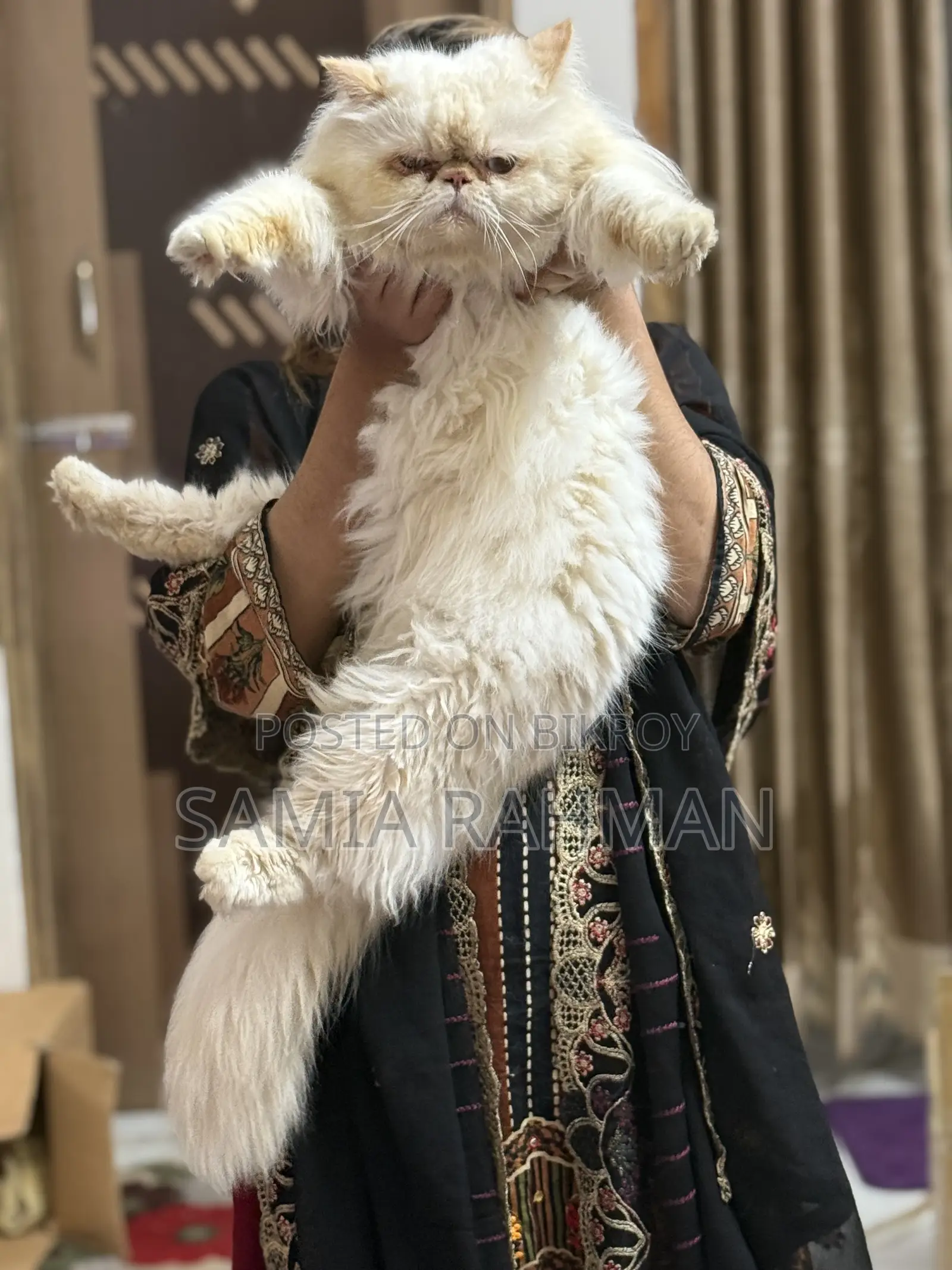 1+ Year Male Purebred Persian