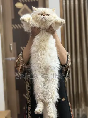 1+ Year Male Purebred Persian