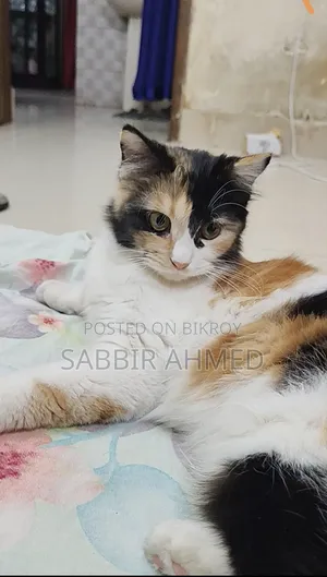 1+ Year Female Mixed Breed Persian