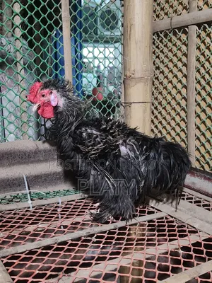 Black Frizel Running Male