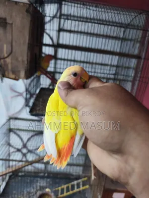 Ahmmed Masum